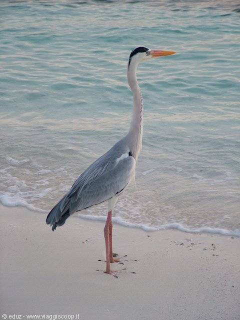 Grey heron standing on white sand, rippled turquoise water behind