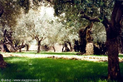 Gethsemane