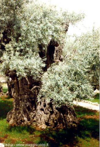 Gethsemane
