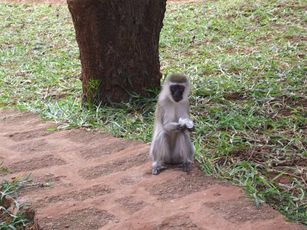 Vervet monkey sitting on red brick path beside a tree
