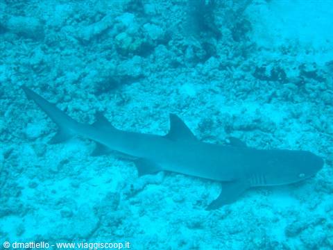 White tip shark