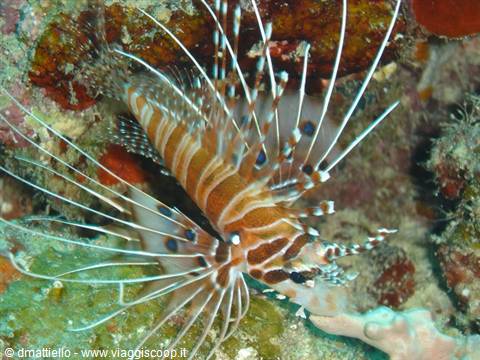 Lionfish