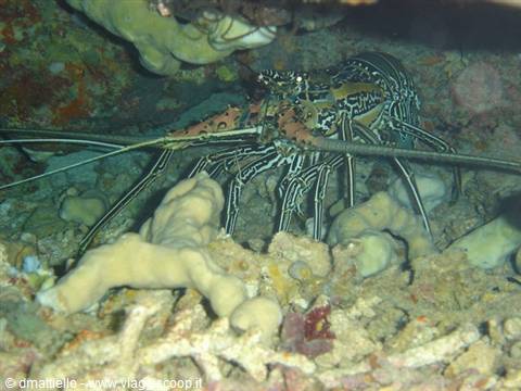 Sipadan - ready for dinner