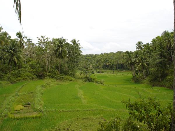 Rice fields in Bohol