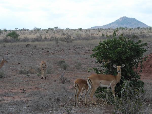 Impala gazelles among green bushes on dry savanna, rocky hill behind