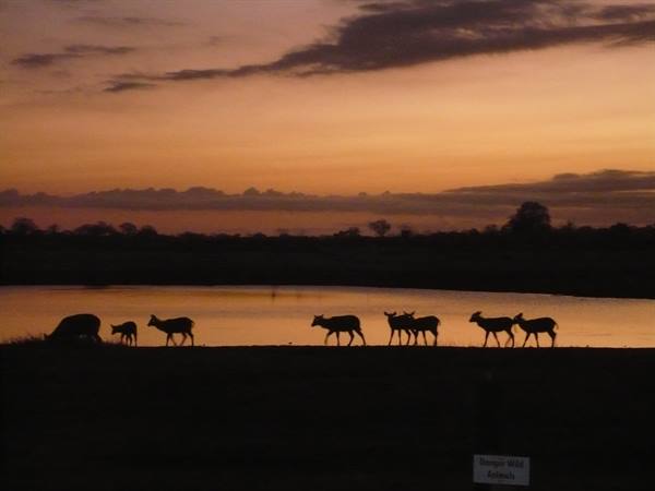 Deer silhouettes grazing along the shore of a lake at dusk