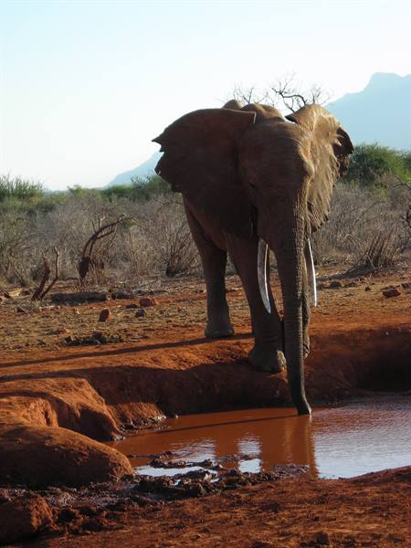 Tusked elephant drinking from a red muddy waterhole