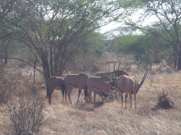 Group of oryx with long horns among dry trees and yellow savanna grass