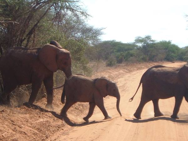 Elephants with calf crossing red dirt road among acacia trees