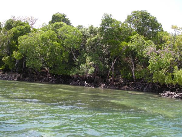 Mangrove trees with roots on rocks over green water