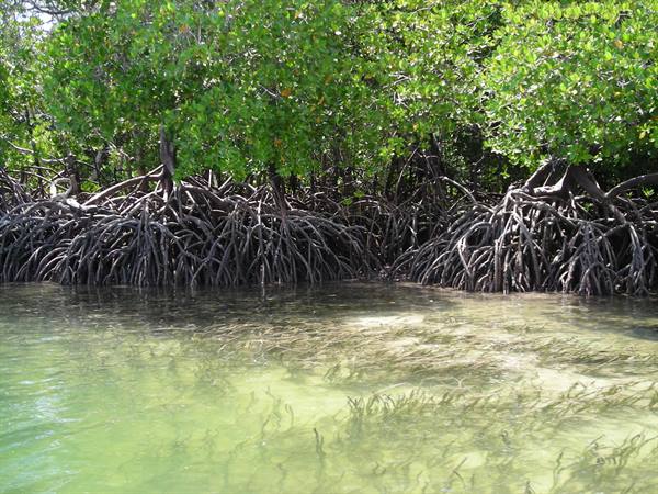 Mangrove roots dipping into green water, dense foliage in sunlight