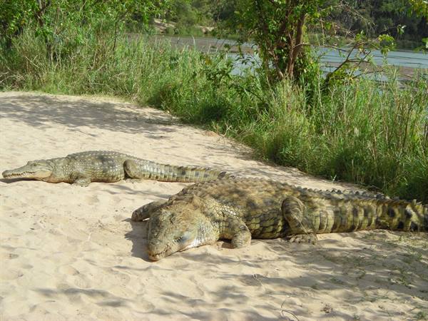 Two crocodiles resting motionless on sand, tall grass and river behind, bright sun