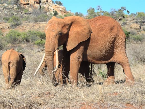 Red elephants among dry grass, rocky hill and bushes in sunlight