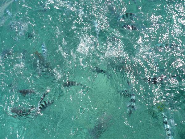 Striped sergeant fish swim in turquoise water, sunlight glinting