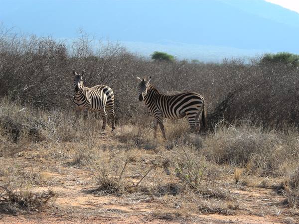 Two zebras among dry bushes and red sand under bright daylight