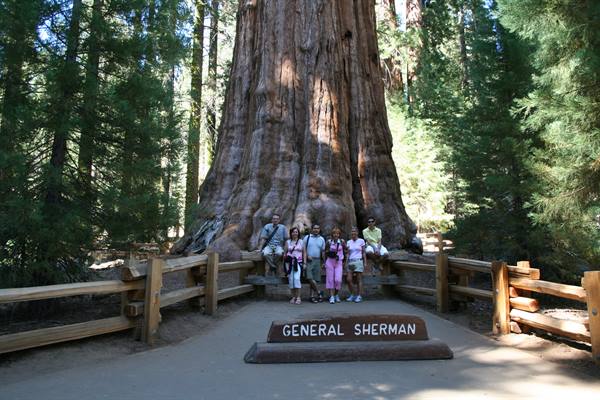 group photo under the general sherman's tree