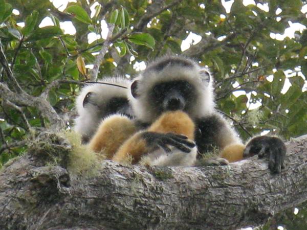 Diademed sifaka lemurs resting on a mossy branch in Andasibe forest