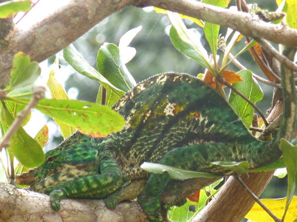 Green chameleon perched on a branch among sunlit leaves