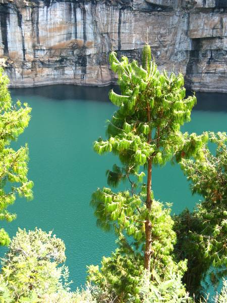 Green pine over turquoise lake, limestone cliff rising behind