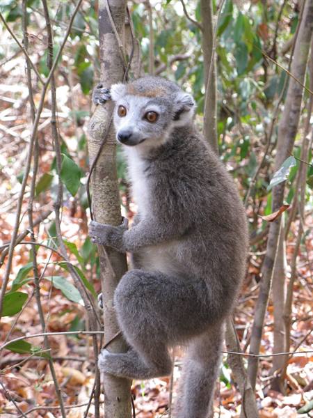 Grey lemur clinging to a thin trunk in dry forest