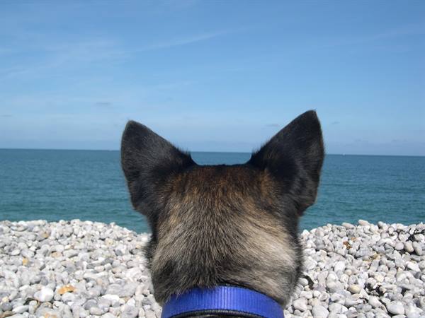 LUCKY IN FRANCE ON THE BEACH AT FECAMP ! ! ! (UPPER NORMANDY)
