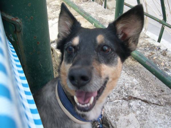 Dog with blue collar smiling next to a green metal railing