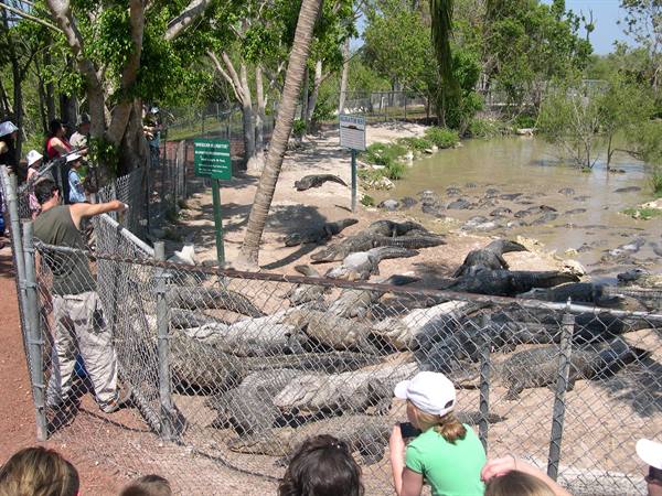 THE ALLIGATORS' LUNCH . . .