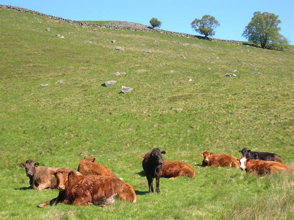 THE FAMOUS SCOTTISH COWS