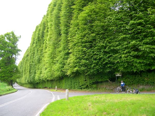 A GUINNESS HEDGE . . . THE TALLEST HEDGE IN THE WORLD ! ! !