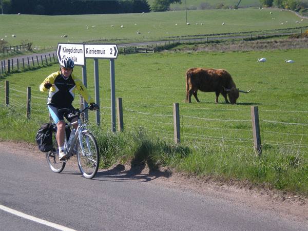 ALONG THE ROUTE YOU MEET THE FAMOUS SCOTTISH COWS