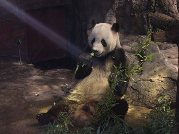 THE PANDA