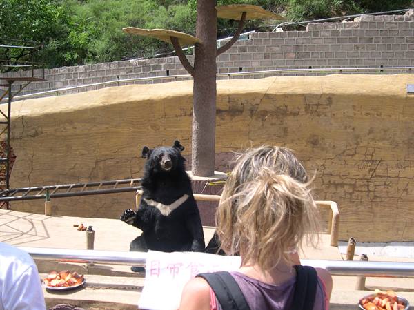 BEARS NEAR THE WALL . . .
