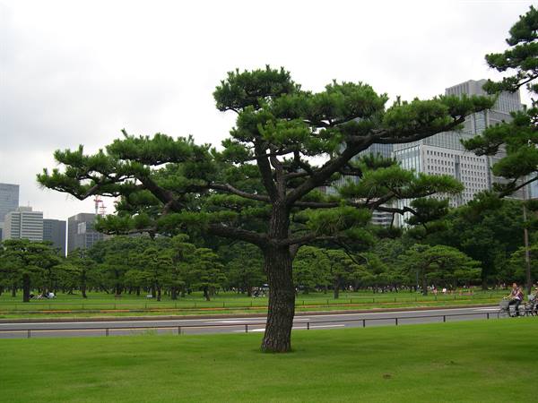 IMPERIAL GARDENS