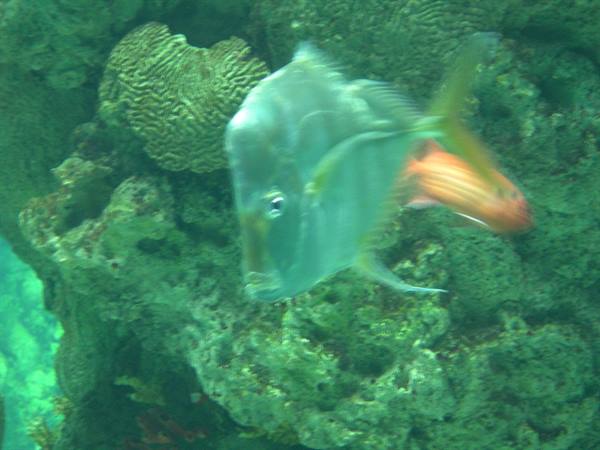 STRANGE FISH . . .