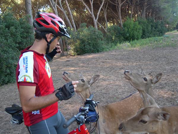 SNACK OFFERED TO THE FALLOW DEER OF THE PINE GROVE