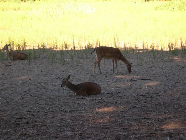 Fallow deer resting and grazing on sandy clearing near tall grass