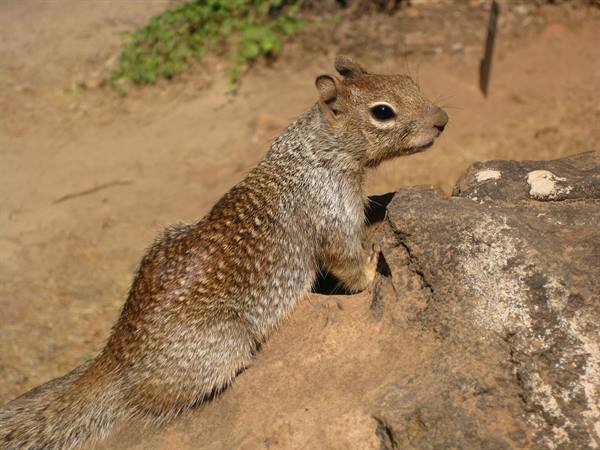 Chip... or Dale??? Meh....