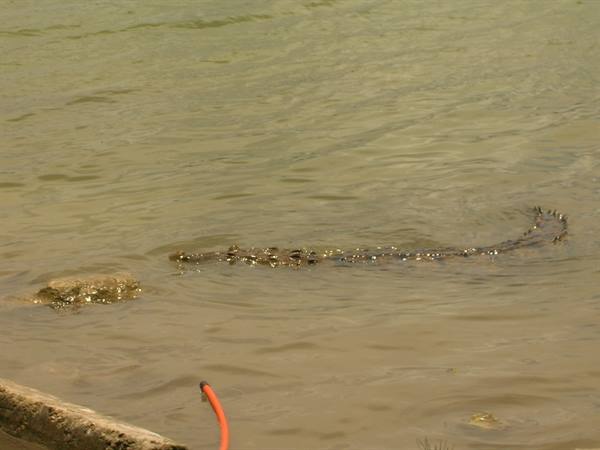 Close to the Crocodiles