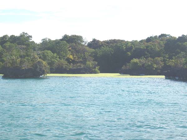 Mangrove Lagoon
