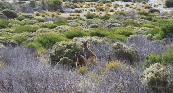 Kangaroo Island