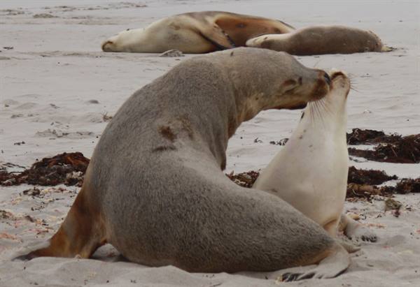 Kangaroo Island