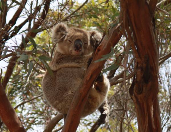 Kangaroo Island