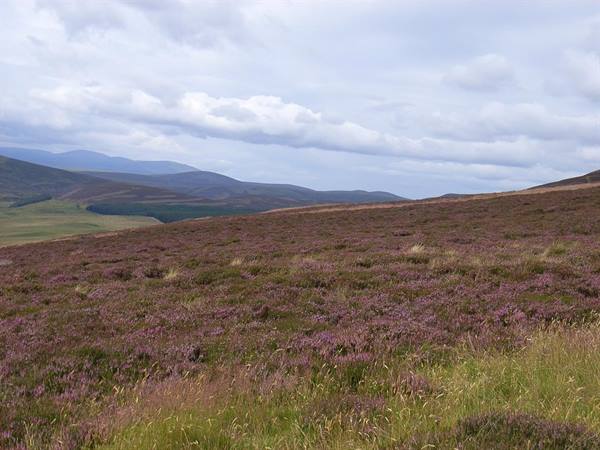 HIGHLANDS - HEATHER MOOR