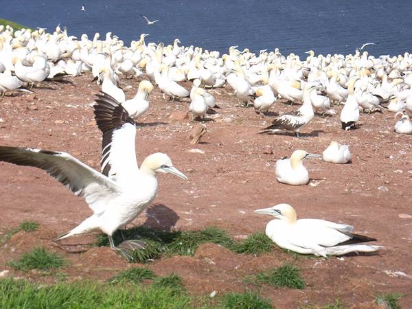BONAVENTURE ISLAND - GANNETS