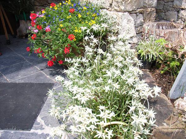 ALPINE STARS