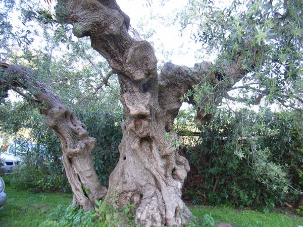 OLIVE TREE