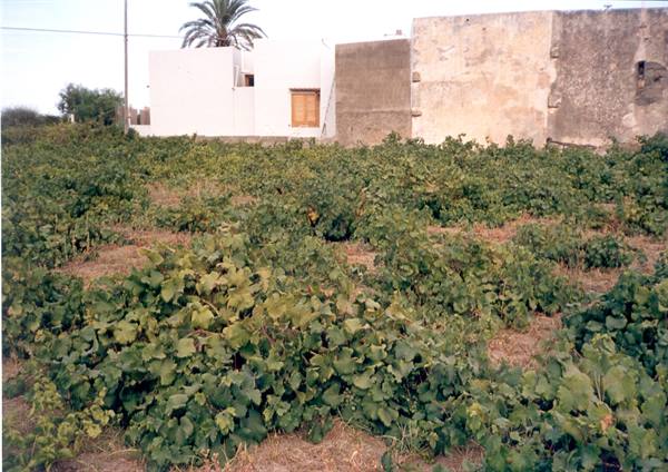 PANTELLERIA - ZIBIBBO GRAPES