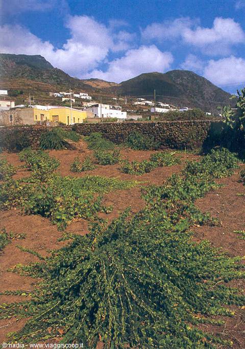 PANTELLERIA - CAPERS