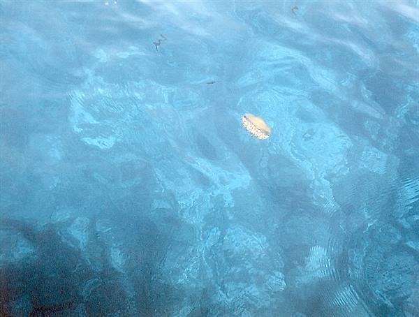 PANTELLERIA - JELLYFISH