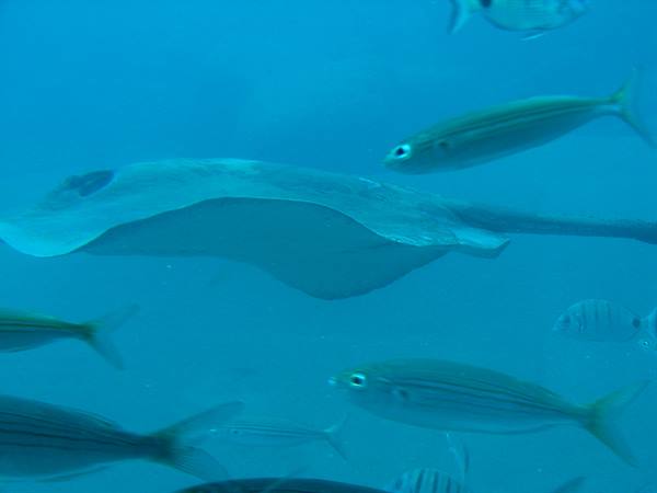 SUBMARINE SAFARIS